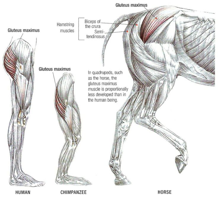 human glutes and animal glutes