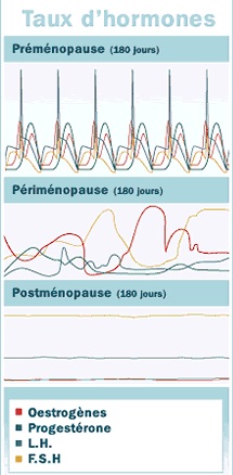 Hormone Levels During Perimenopause