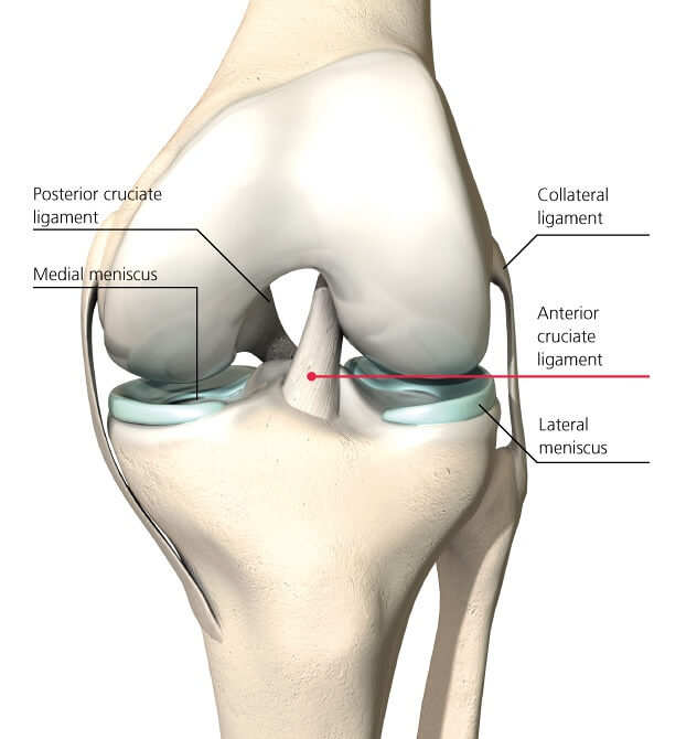 knee ligaments