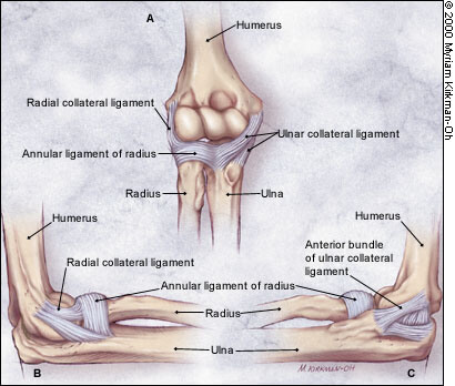 elbow ligaments