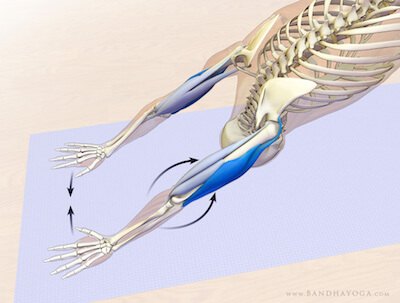 technique: activate his arms in the downward dog pose