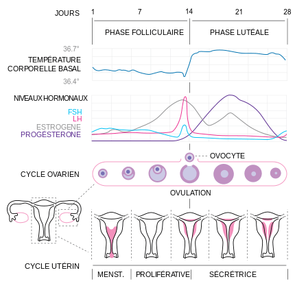 Ovarian cycle