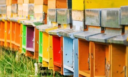 Royal jelly and propolis: wonders of nature