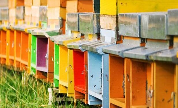 Royal jelly and propolis: wonders of nature