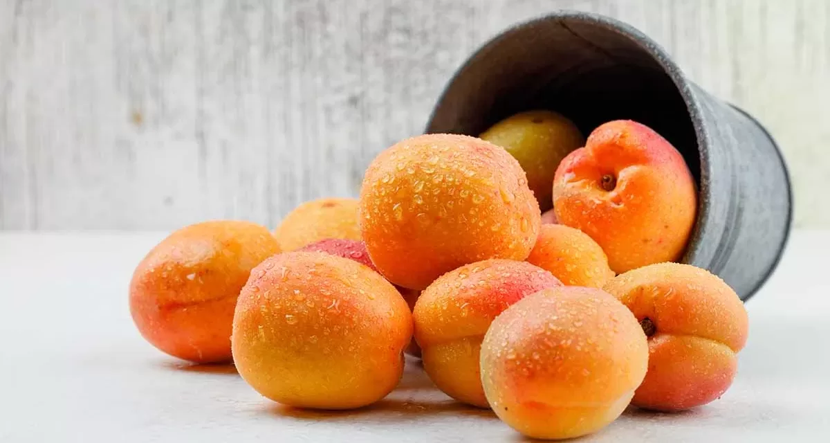 Discovering apricot!