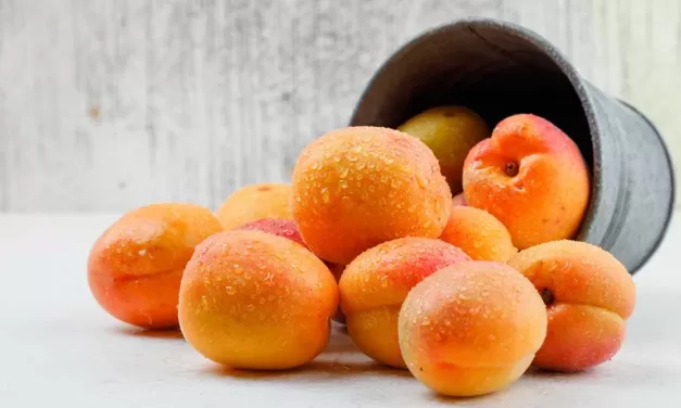 Discovering apricot!