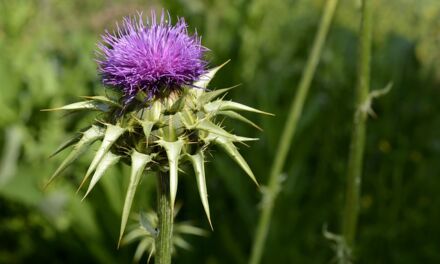 Focus on milk thistle: use and benefits