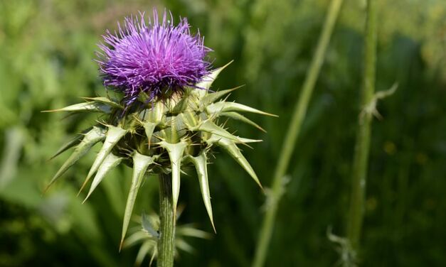 Focus on milk thistle: use and benefits