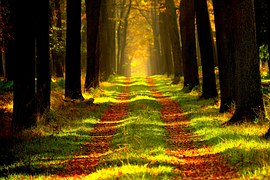 forest-868715__180