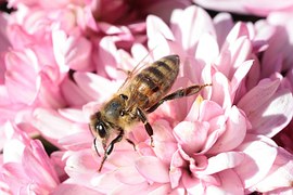 bee-207725__180