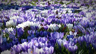 crocus-1261310__180
