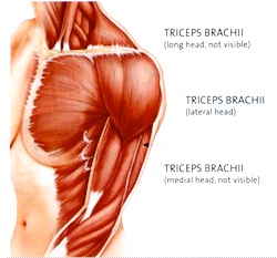 Gym workout to sculpt your arms: focus on the triceps and the jump rope
