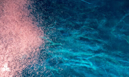Krill oil: from the sea a precious gift for our well-being