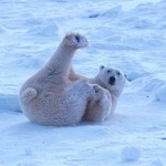 “Animals” exercise session, without equipment