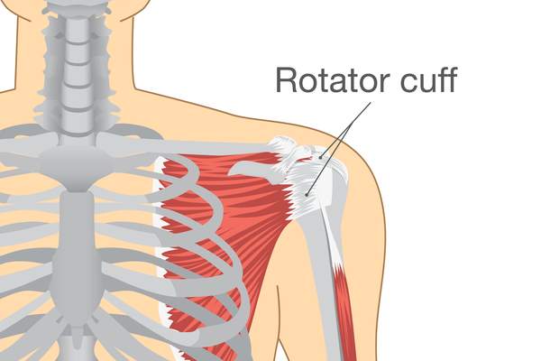 rotator cuff